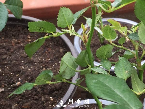 養(yǎng)護(hù)好月季花，這些蟲(chóng)害技巧你要知道(圖2)