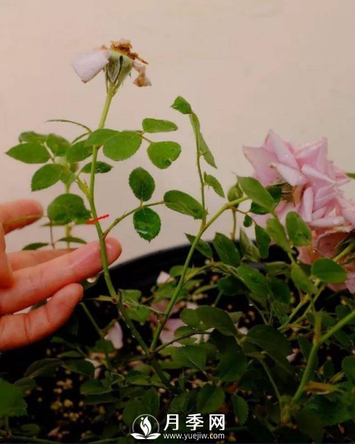 月季花謝以后，簡(jiǎn)單3步操作，20天冒花苞，30天開爆盆(圖1)