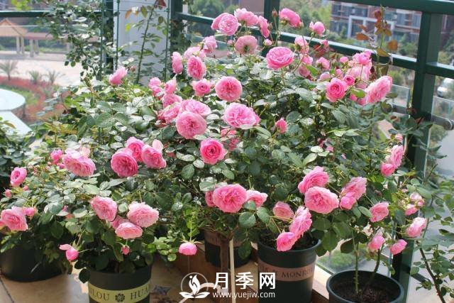 月季花謝以后，簡(jiǎn)單3步操作，20天冒花苞，30天開爆盆(圖3)
