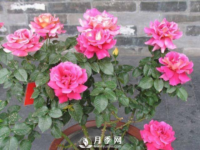月季花謝以后，簡(jiǎn)單3步操作，20天冒花苞，30天開爆盆(圖4)