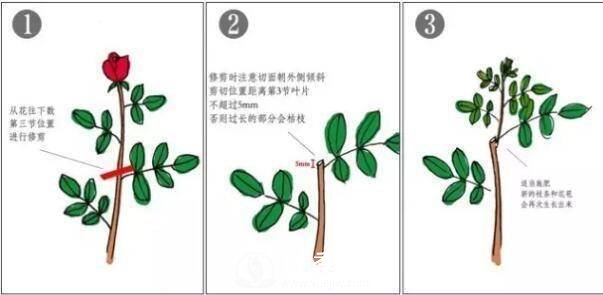月季花謝以后，簡(jiǎn)單3步操作，20天冒花苞，30天開爆盆(圖2)