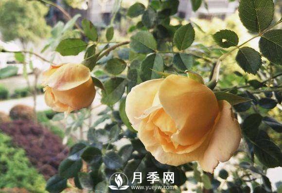 黃金慶典，艾莎，陽(yáng)臺(tái)黨必入月季品種，大美花型和香味(圖1)