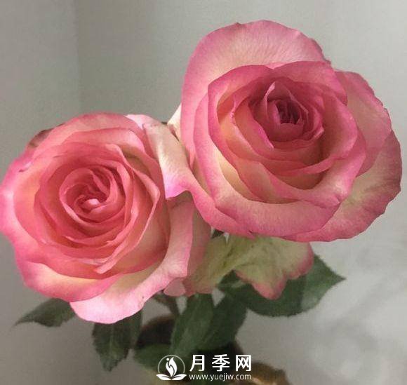 黃金慶典，艾莎，陽(yáng)臺(tái)黨必入月季品種，大美花型和香味(圖2)
