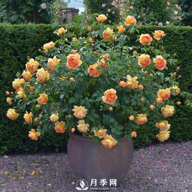 月季常年放在室外會死嗎？(圖1)
