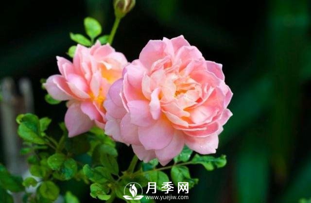 月季花**次修剪什么時(shí)候？修剪的目的是什么(圖1)