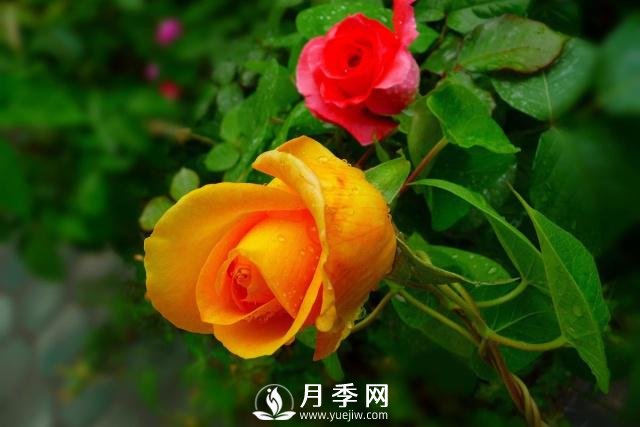 月季花**次修剪什么時(shí)候？修剪的目的是什么(圖2)