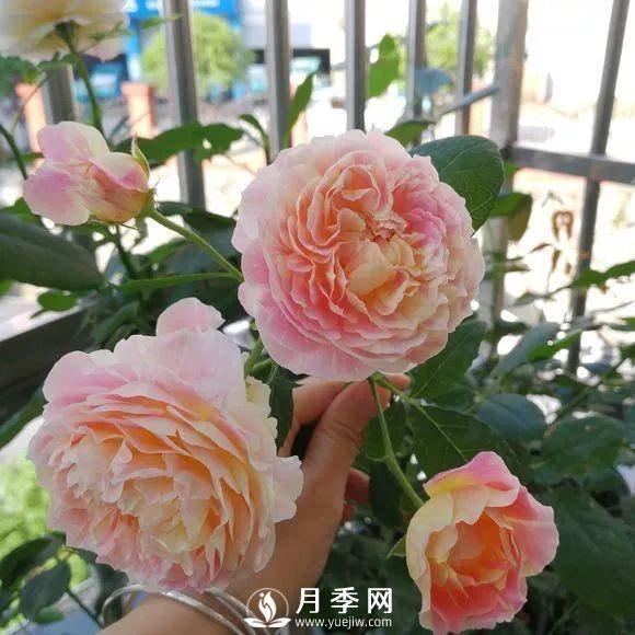 半米防盜窗養(yǎng)藤本月季，養(yǎng)成月季花園(圖9)