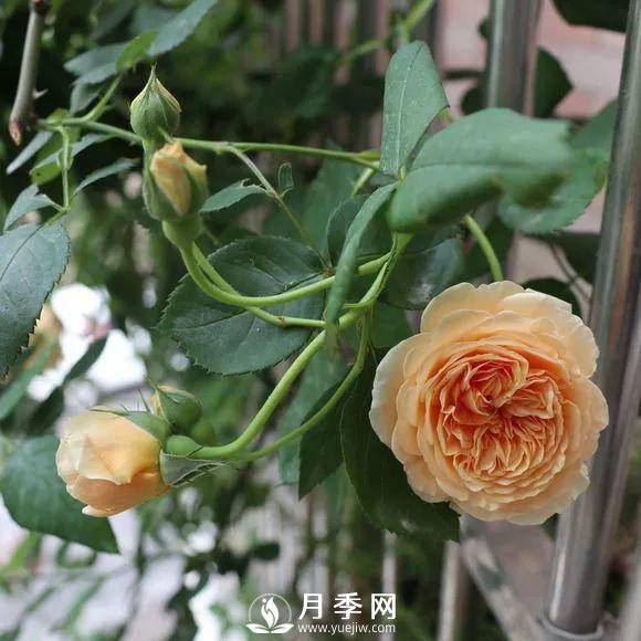 半米防盜窗養(yǎng)藤本月季，養(yǎng)成月季花園(圖4)