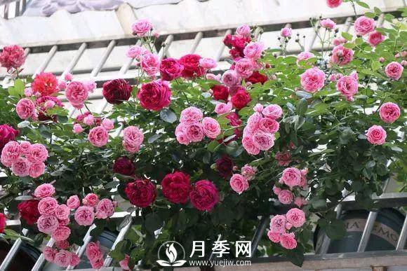 半米防盜窗養(yǎng)藤本月季，養(yǎng)成月季花園(圖1)