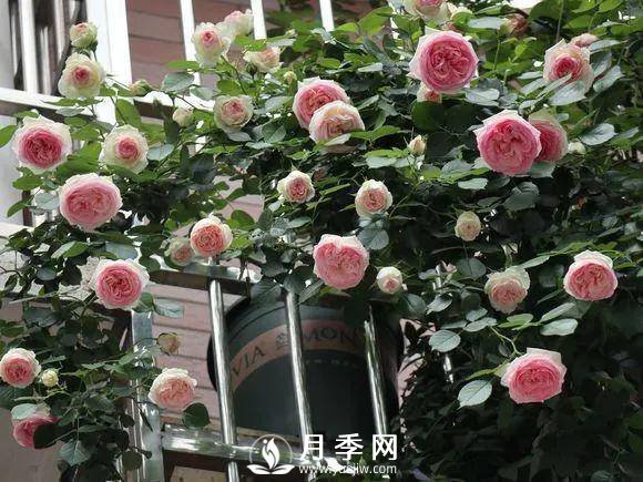 半米防盜窗養(yǎng)藤本月季，養(yǎng)成月季花園(圖2)