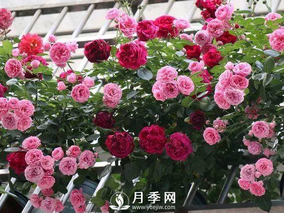 半米防盜窗養(yǎng)藤本月季，養(yǎng)成月季花園(圖10)