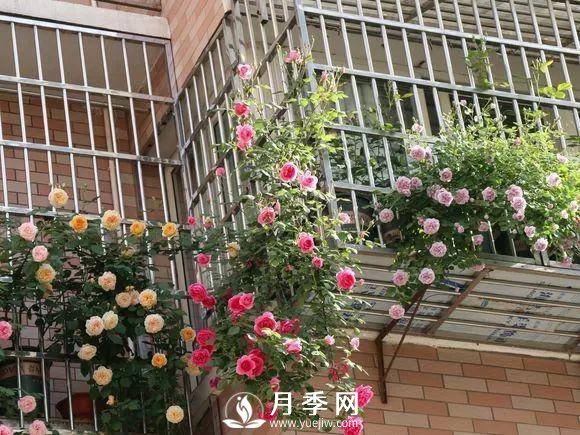 半米防盜窗養(yǎng)藤本月季，養(yǎng)成月季花園(圖5)
