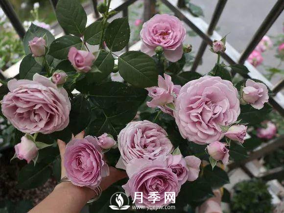 半米防盜窗養(yǎng)藤本月季，養(yǎng)成月季花園(圖6)