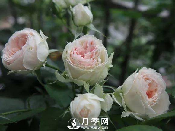 半米防盜窗養(yǎng)藤本月季，養(yǎng)成月季花園(圖7)