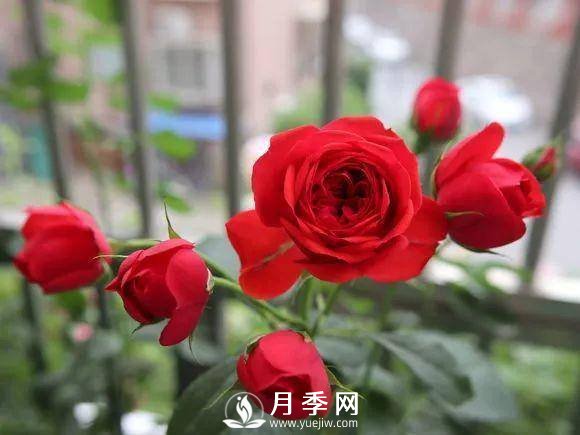 半米防盜窗養(yǎng)藤本月季，養(yǎng)成月季花園(圖8)