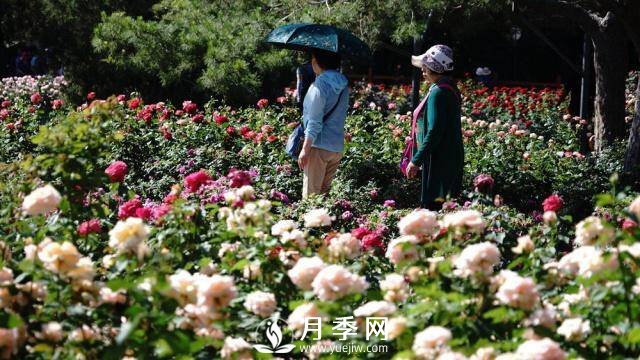 陶然亭公園勝春山房景區(qū)月季開放正當(dāng)時(圖2)