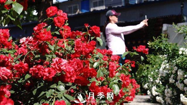 陶然亭公園勝春山房景區(qū)月季開放正當(dāng)時(圖4)