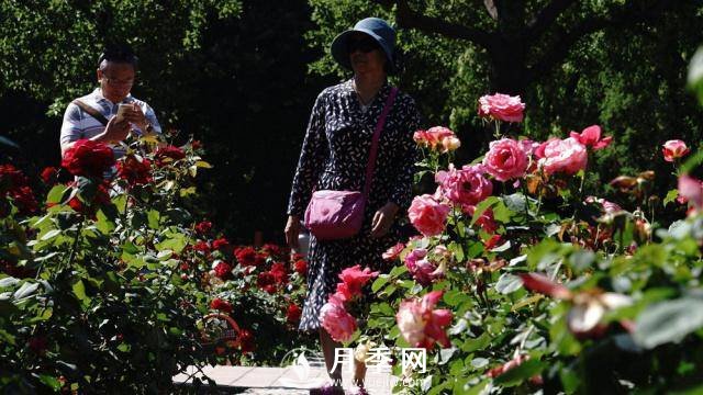 陶然亭公園勝春山房景區(qū)月季開放正當(dāng)時(圖6)