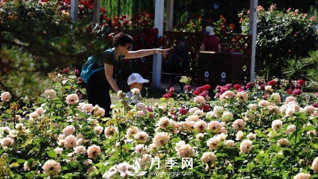 陶然亭公園勝春山房景區(qū)月季開放正當(dāng)時(圖1)