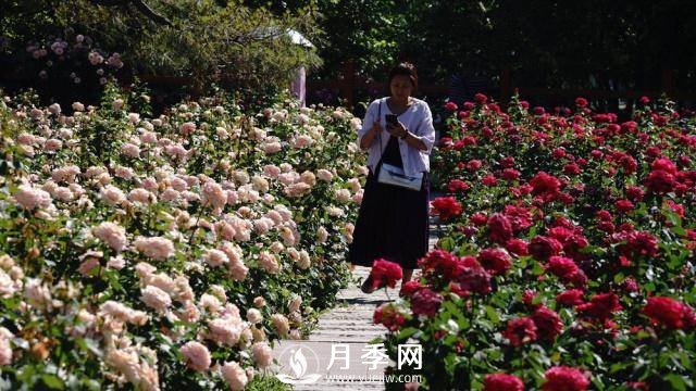 陶然亭公園勝春山房景區(qū)月季開放正當(dāng)時(圖7)
