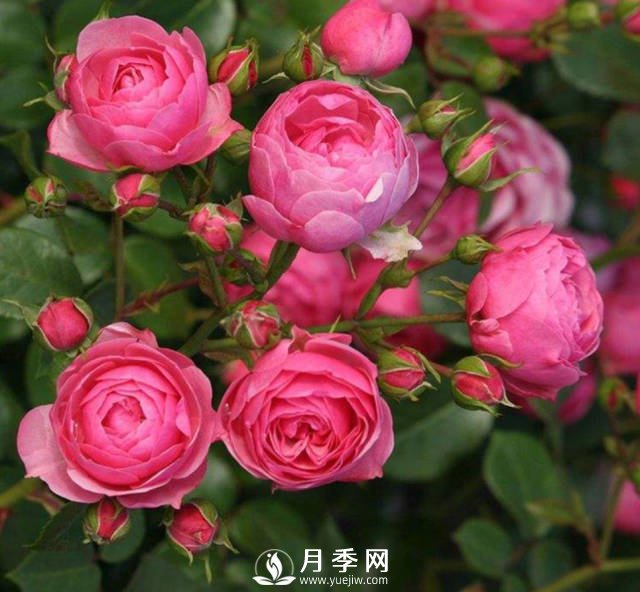 新手，怎么讓月季安全的度夏(圖1)