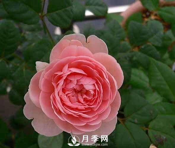月季怎樣進(jìn)行修剪與管理、養(yǎng)護(hù)(圖1)
