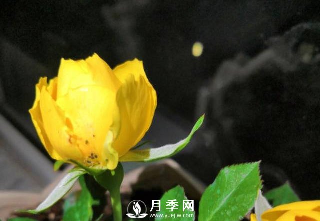 月季花期能不能施肥？用什么肥月季長(zhǎng)的好看開(kāi)花又多？(圖1)