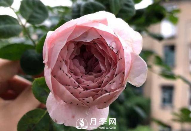 月季花期能不能施肥？用什么肥月季長(zhǎng)的好看開(kāi)花又多？(圖2)