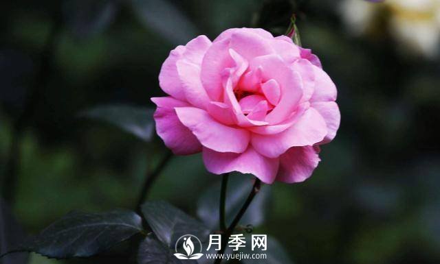 月季可以室內養(yǎng)嗎？(圖1)