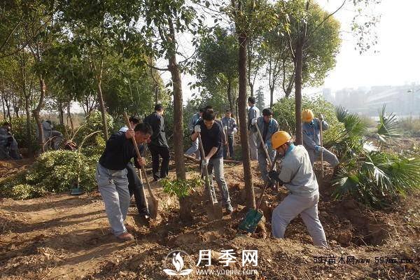 怎么保證苗木移植后100%成活呢？(圖1)