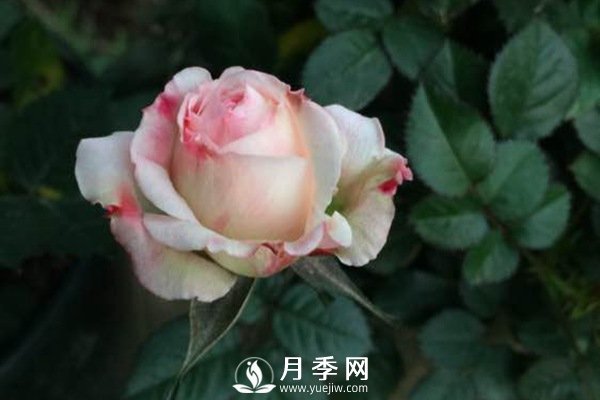 這么多迷人的月季品種，你喜歡哪一個(gè)(圖1)