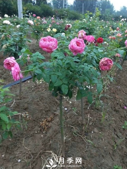 花農(nóng)又出新花樣！歐月嫁接到樹上，歐月棒棒糖(圖1)