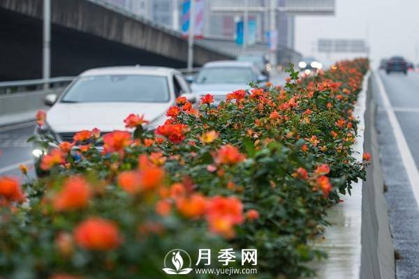 月季花期可調(diào)控，看武漢10月中旬月季花艷麗開放(圖1)
