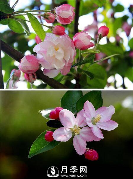 海棠花，與牡丹、蘭花、梅花并稱為“中國春花四絕”(圖1)
