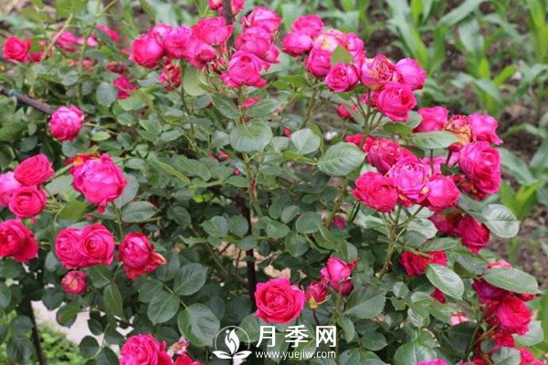 炎熱夏季，如何月季養(yǎng)護(hù)你知道嗎(圖3)