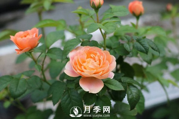 炎熱夏季，如何月季養(yǎng)護(hù)你知道嗎(圖2)