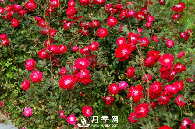 月季不開花？來排查一下養(yǎng)護(hù)上的原因(圖1)