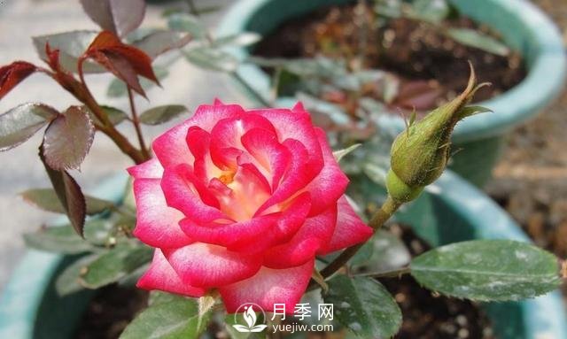 你的盆栽月季是不是又焉了。來看盆栽月季養(yǎng)殖的注意事項(圖1)