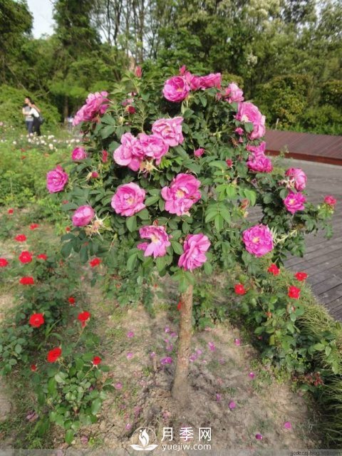 不放大招 月季樹(shù)怎么能花開(kāi)爆？(圖3)
