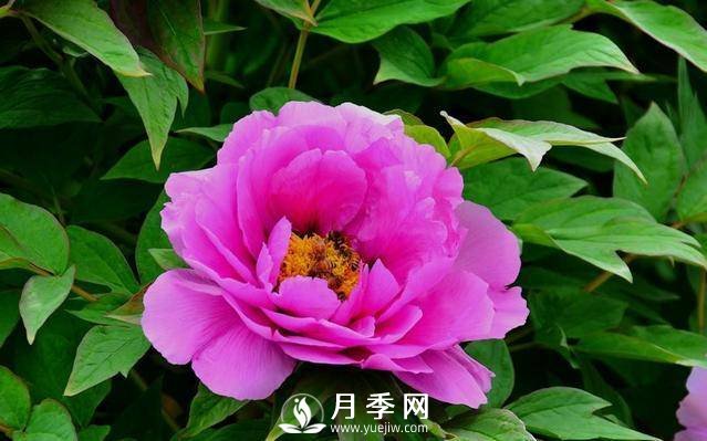 澆水學(xué)問大，牡丹花”也能開不停(圖2)