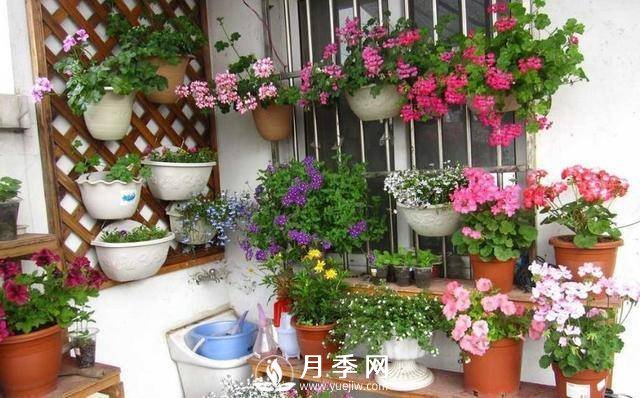 澆水學(xué)問大，牡丹花”也能開不停(圖1)