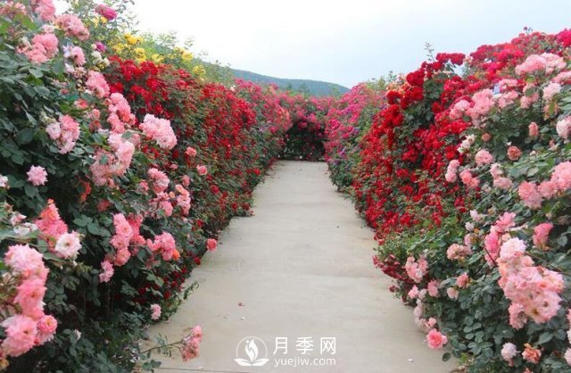 做花墻除了藤本月季花墻，還有這4種花(圖2)