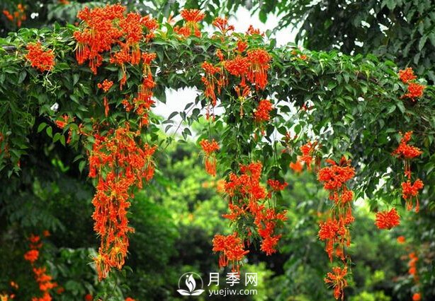 做花墻除了藤本月季花墻，還有這4種花(圖4)