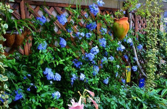 做花墻除了藤本月季花墻，還有這4種花(圖3)