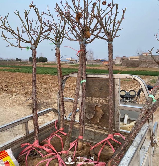 南陽樹狀月季，觀賞效果佳，開始采購了(圖3)