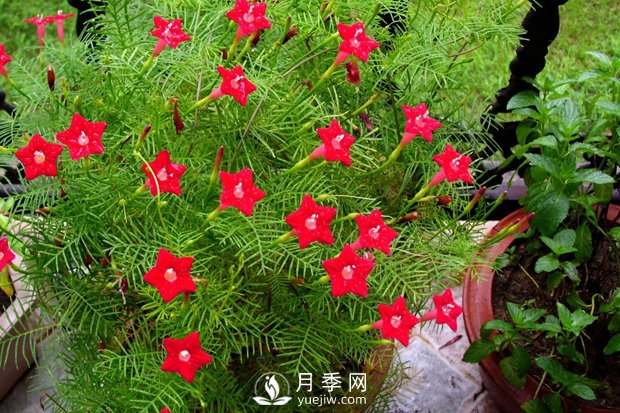 除了爬藤月季，還有適合新手栽種的三種爬藤花卉(圖1)