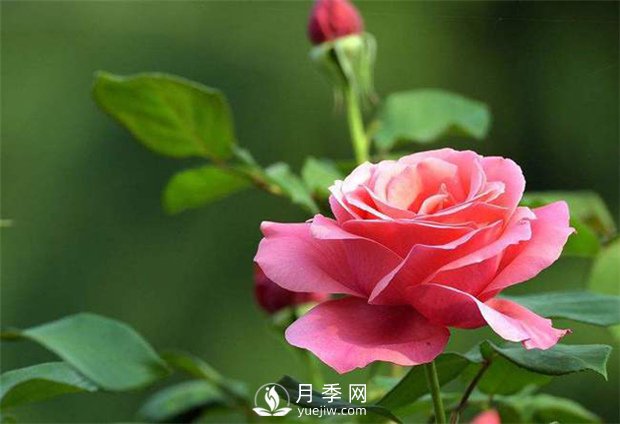 為什么很多＂玫瑰＂其實(shí)是月季嗎？(圖1)