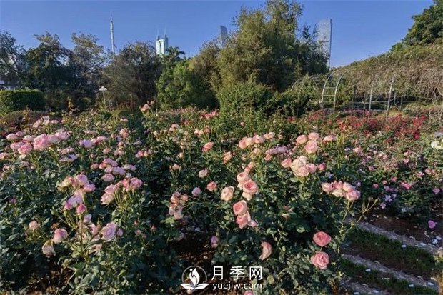 深圳免費(fèi)月季花展，人民公園月季花盛開(kāi)(圖1)