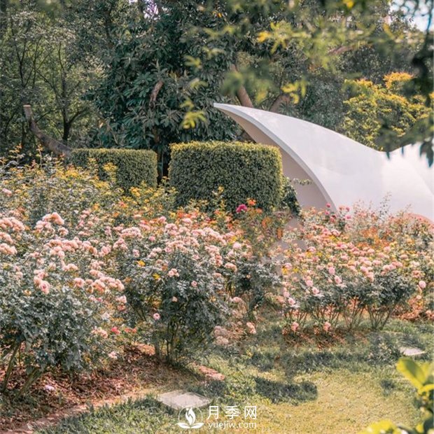深圳免費(fèi)月季花展，人民公園月季花盛開(kāi)(圖6)
