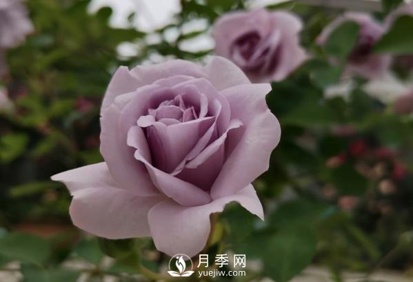 三月?lián)Q盆后的月季苗枯萎了怎么辦？(圖1)
